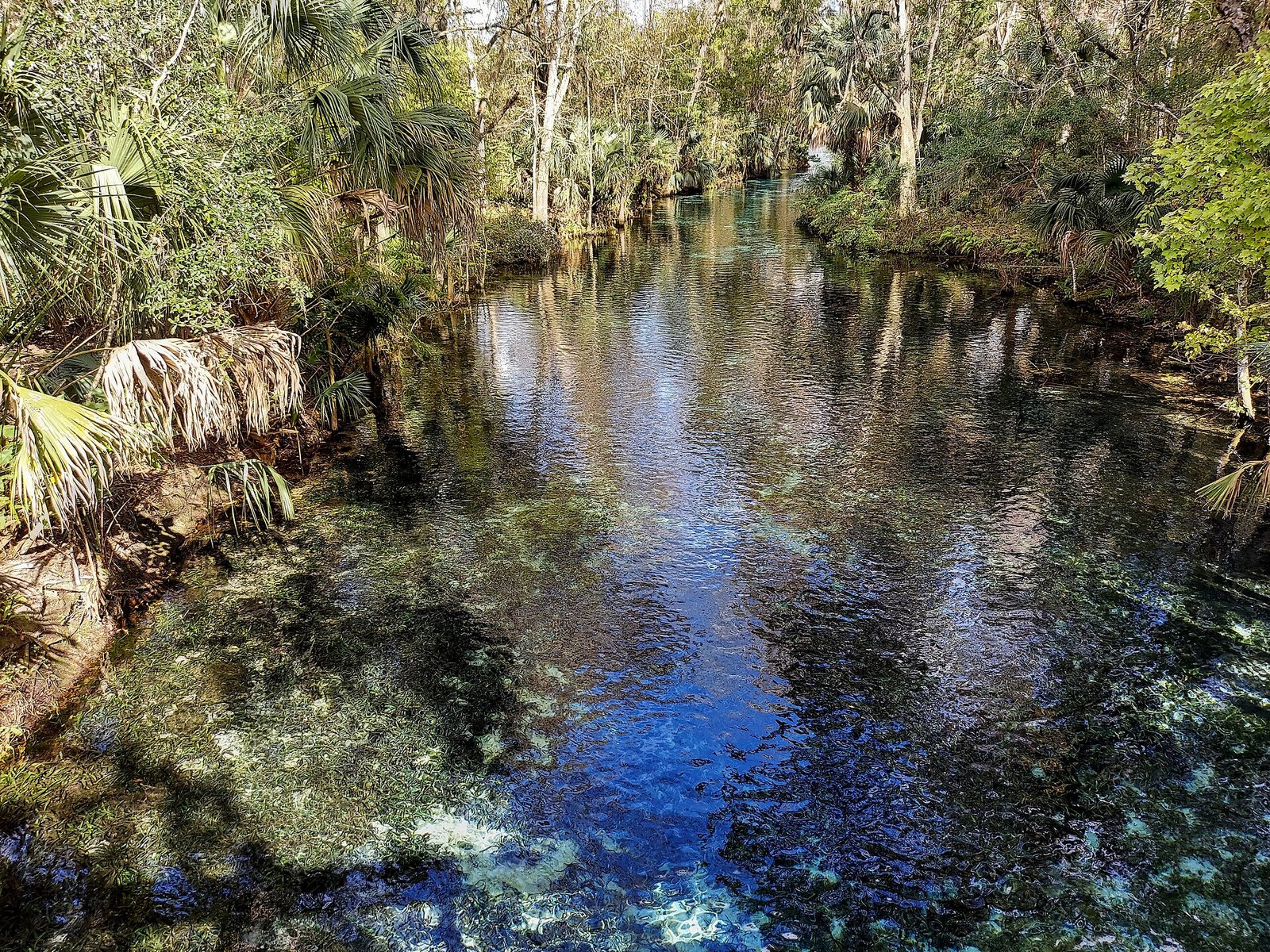 Clear spring-fed water surrounded by palms and trees at Silver Springs State Park